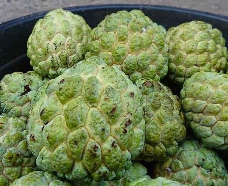 Sugar Apple Plant in 4" Pot, Annona Squamosa, Srikaya, Sweet Custard Fruit Tree for Garden or Landscape