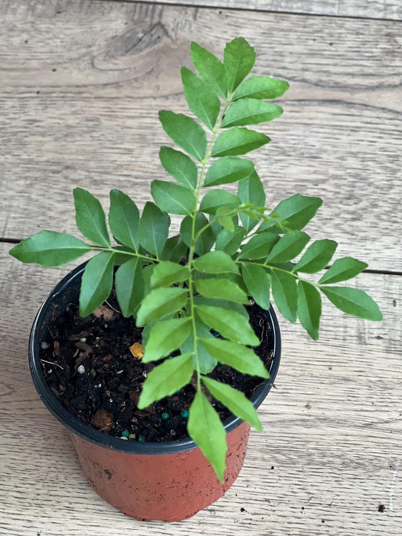 Curry Leaf Plant 4" Pot - Murraya Koenigii Aromatic Culinary Herb