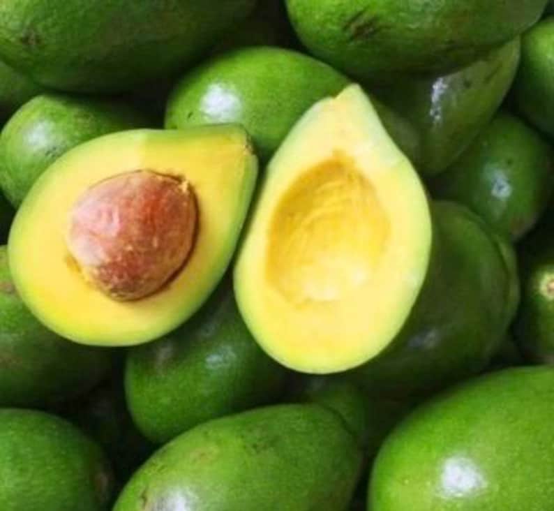Avocado Tree Choquette Variety 6" Pot Grafted Persea Americana