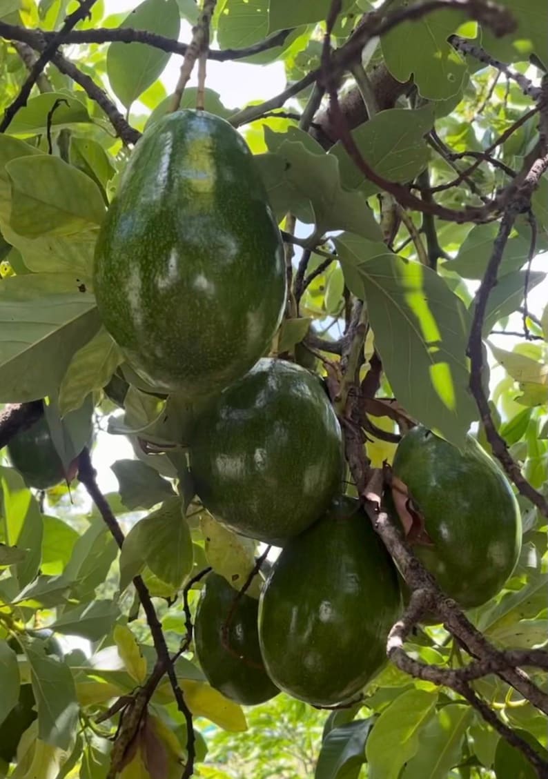 Catalina Avocado Tree in 6" Pot - Grafted Persea americana for Indoor and Patio