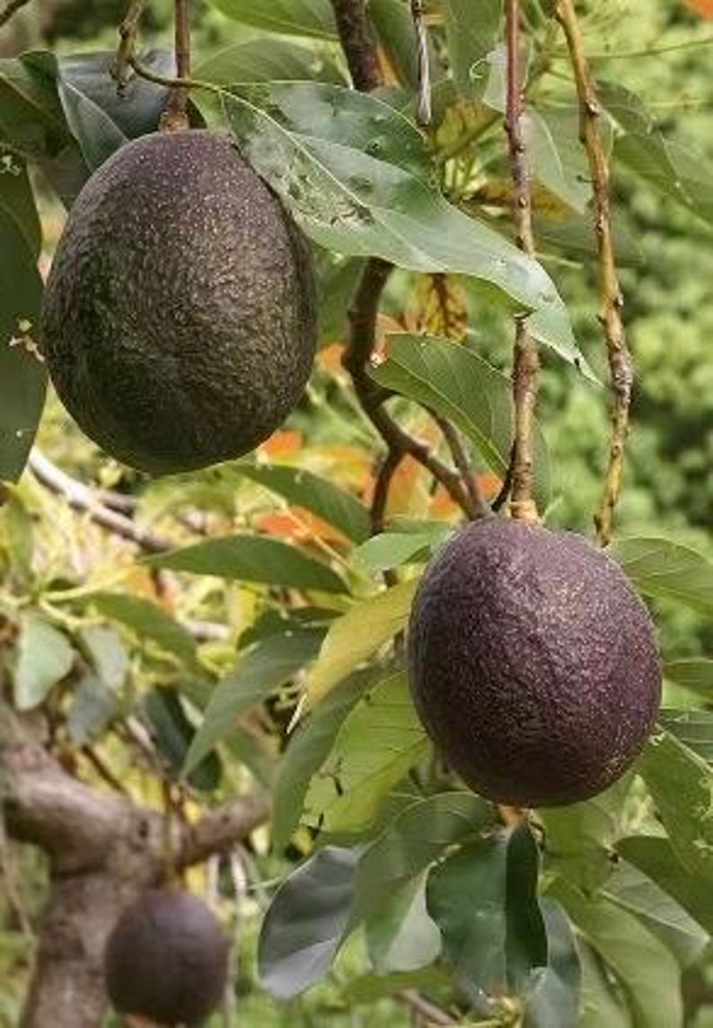 Maria Black Avocado Tree - Grafted Persea americana in 3 Gallon Pot