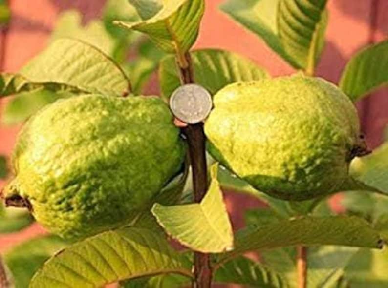 Vietnamese Giant White Flesh Guava Plant - 3 Gallon Pot - Psidium guajava Tropical Fruit Tree