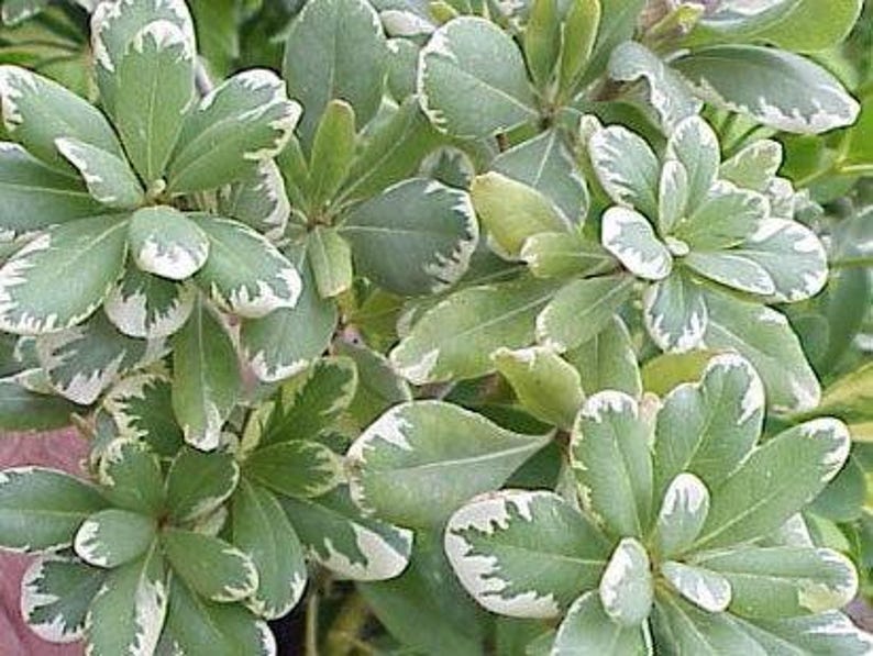 Variegated Japanese Mock Orange Plant - Pittosporum tobira 'Variegatum' - 1 Gal Pot - Evergreen Shrub for Gardens