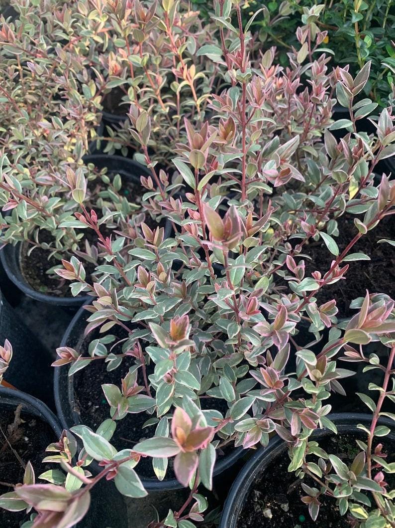 Chilean Guava Variegated Live Plant Ugni molinae Flambeau 3 Gallon Pot 1-2 Feet