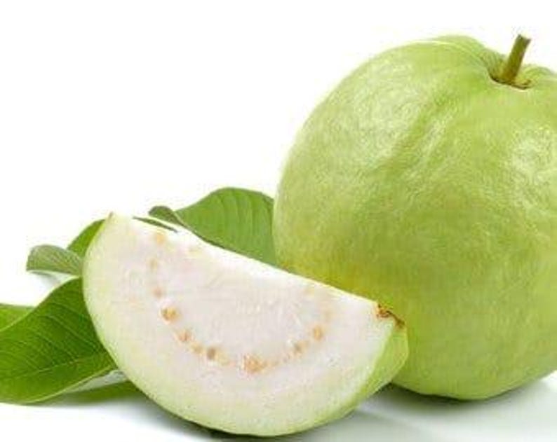 Thai Guava Plant in 6" Pot – Psidium guajava – Tropical Fruit Tree for Home Garden & Indoor Growing