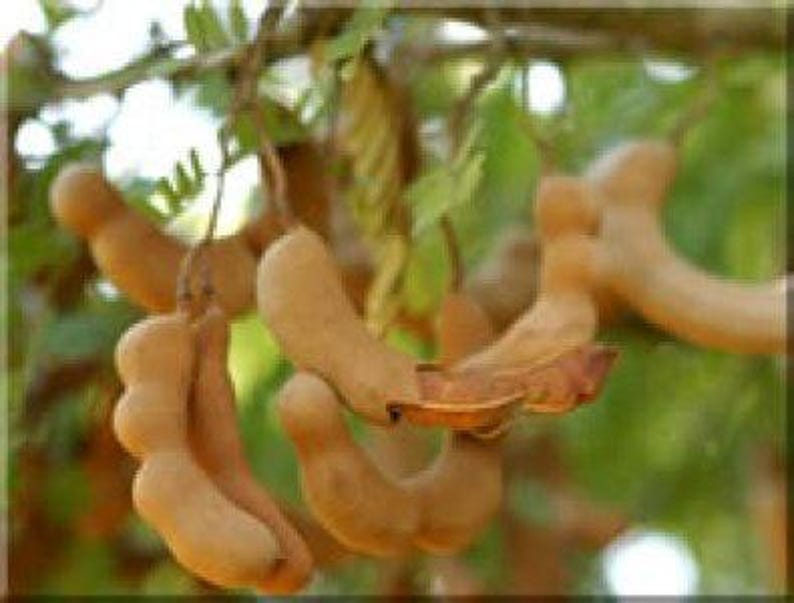 Tard Tamarind Tree - 2-3 Feet Tall - 3-Gallon Pot - Tamarindus indica - Tropical Fruit Tree for Landscaping