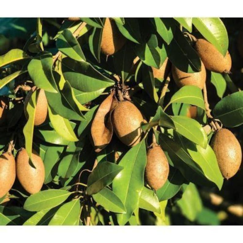 Sapodilla Plant 3 Gal Pot Alano Variety Manilkara zapota Hybrid 2-3 Feet Tall Tropical Fruit Tree