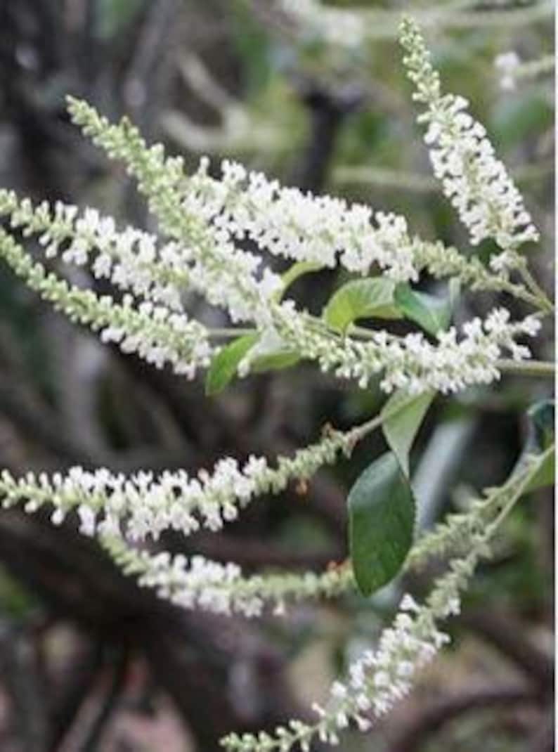Sweet Almond Plant in Half-Gallon Pot, Fragrant Aloysia virgata, Bushy 12-16 Inch Aromatic Shrub