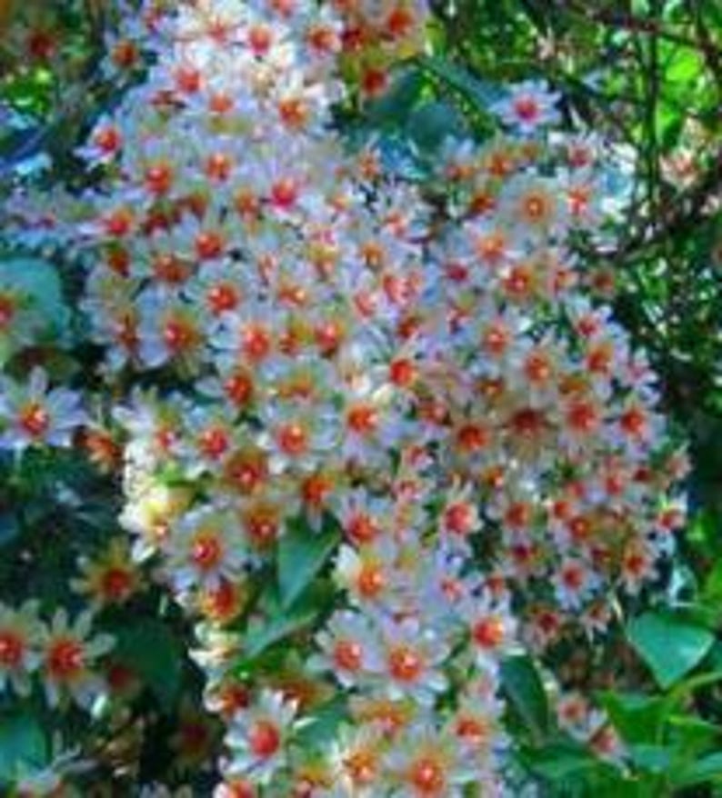 Parijatha Plant in Half-Gallon Pot | Coral Jasmine, Harshringar, Night Jasmine | Fragrant, Compact, Organic Nyctanthes arbor-tristis