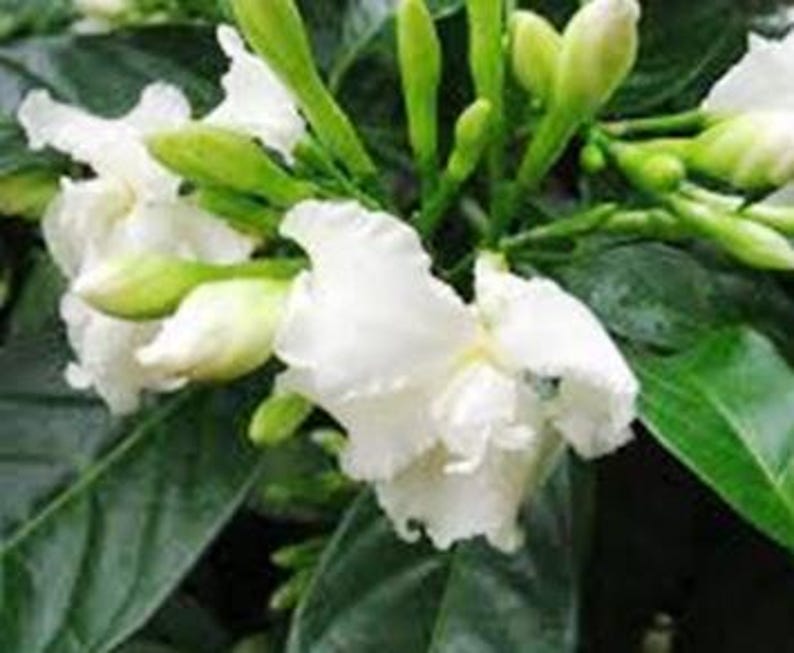 Crape Jasmine Live Plant in Half Gallon Pot | Florida Gardenia with Fragrant Double Petal Flowers | Tropical Garden Plant