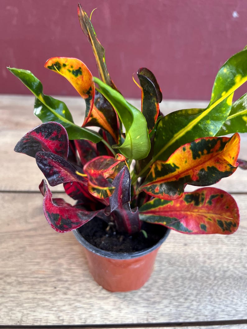 Croton Mamey House Plant in 4" Pot – Colorful Foliage, Indoor/Outdoor, Codiaeum variegatum