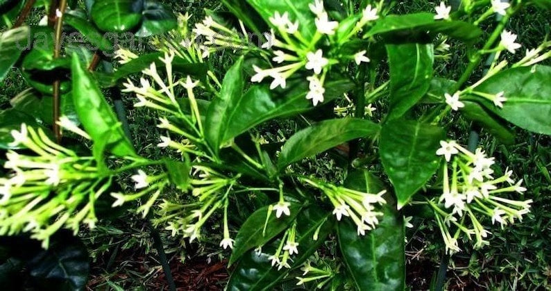 Night Blooming Jasmine Plant 6" Pot Cestrum nocturnum Fragrant Flowering Shrub for Garden or Container