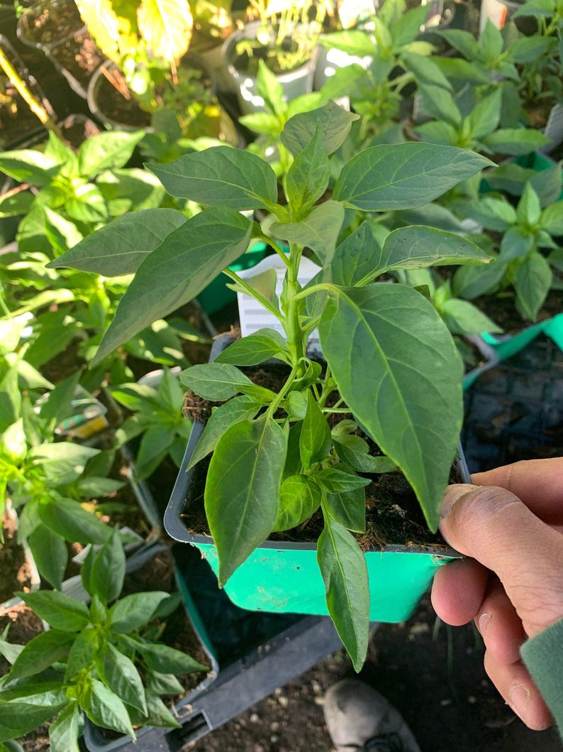 Serrano Pepper Live Plant in 3" Pot – Capsicum annuum, Fresh, Edible, Spicy Herb for Indoor & Outdoor Gardens