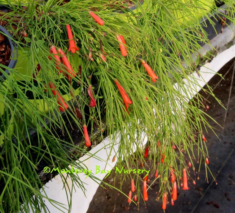 Firecracker Plant - 6" Pot Rusellia equisetiformis with Tubular Red Flowers for Hanging Baskets & Containers