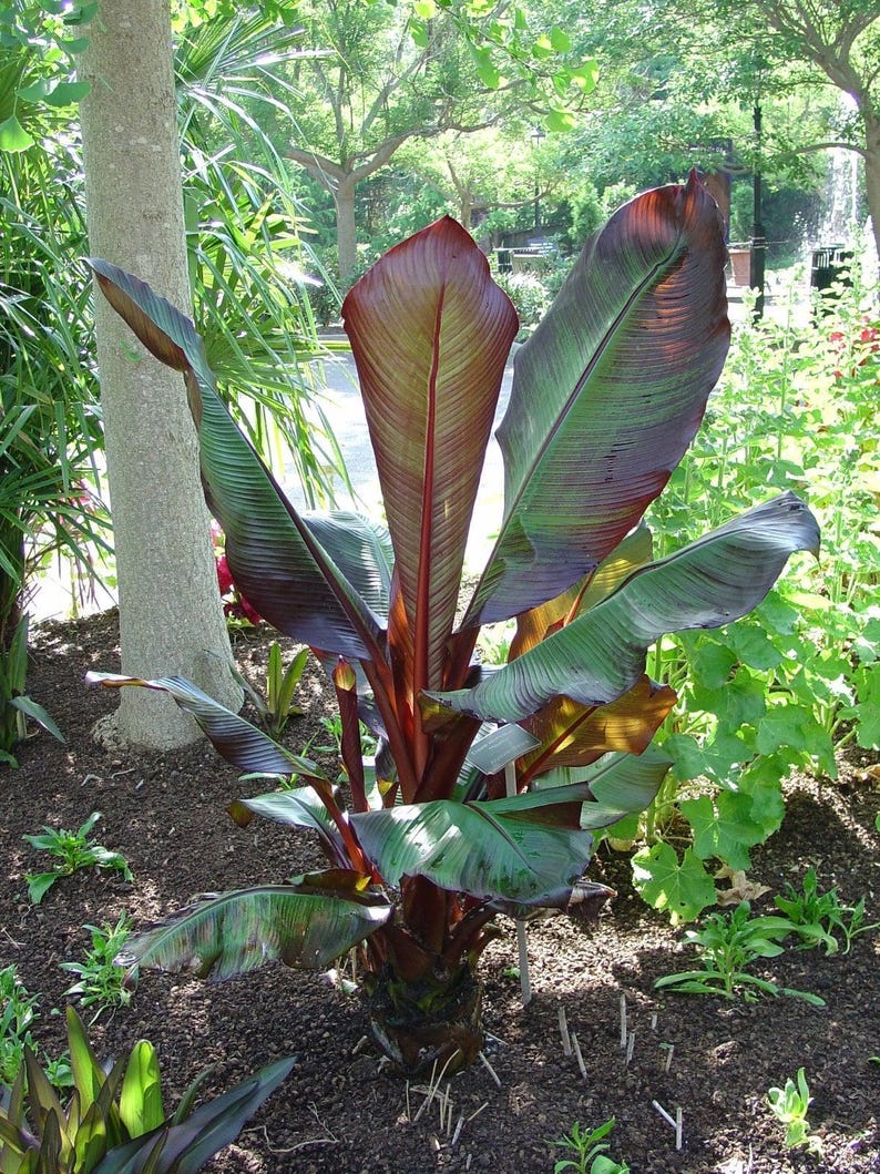 Red Leaf Banana Plant in 6" Pot | Ensete ventricosum 'Maurelii' | Tropical Foliage for Containers & Gardens