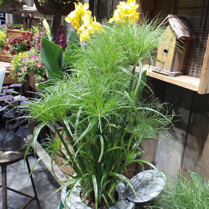 Prince Tut Papyrus Plant - 1 ft Tall, 3-6 Trunks, Live Cyperus papyrus in 6" Pot for Water Gardens & Ponds