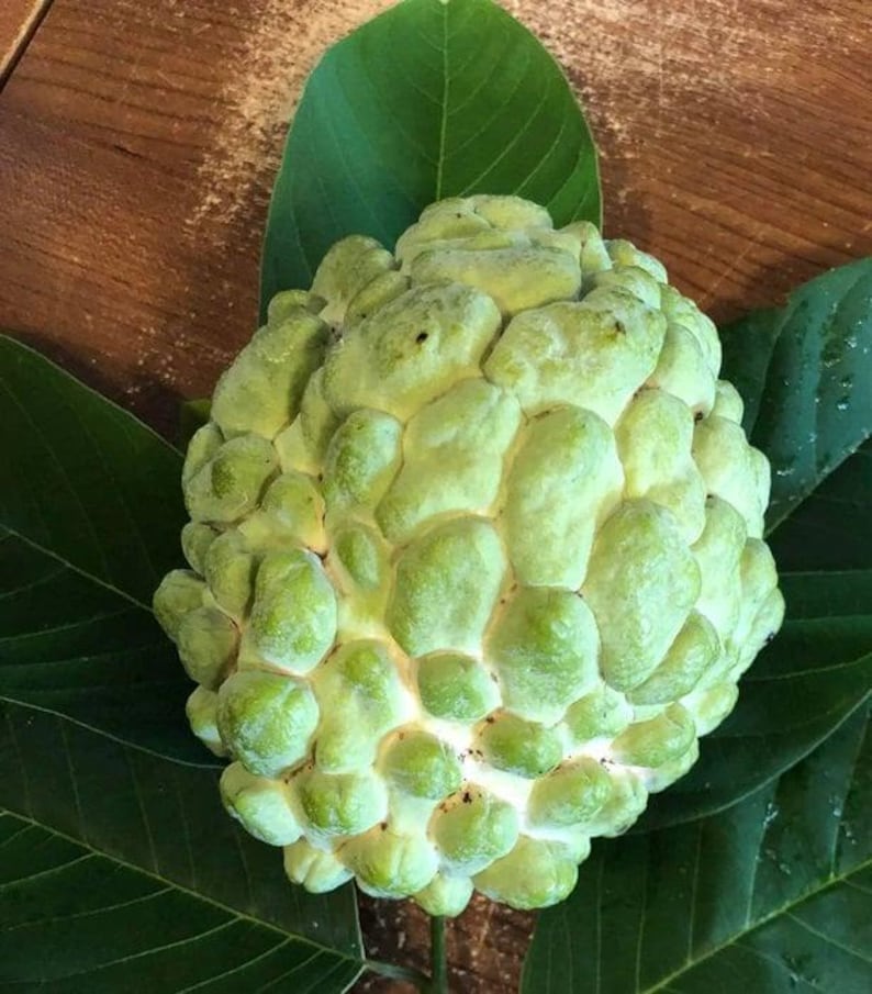 Priestly Atemoya Fruit Tree Plant – 1-2 Feet Tall Live Plant in 6" Pot – Annona cherimola x squamosa