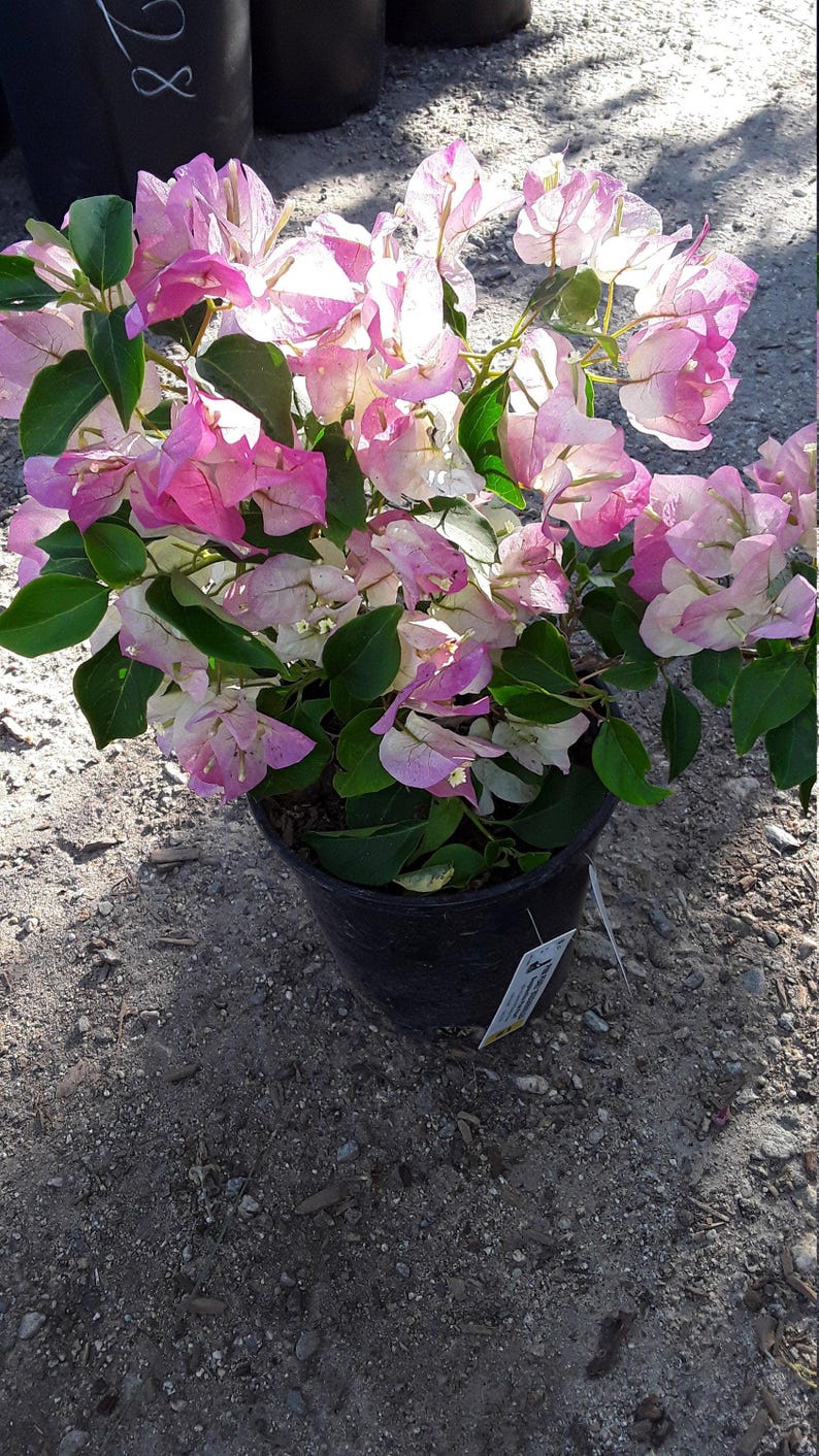 Pink and White Bougainvillea Plant in 6-Inch Pot - Bougainvillea glabra for Bonsai & Container Gardening