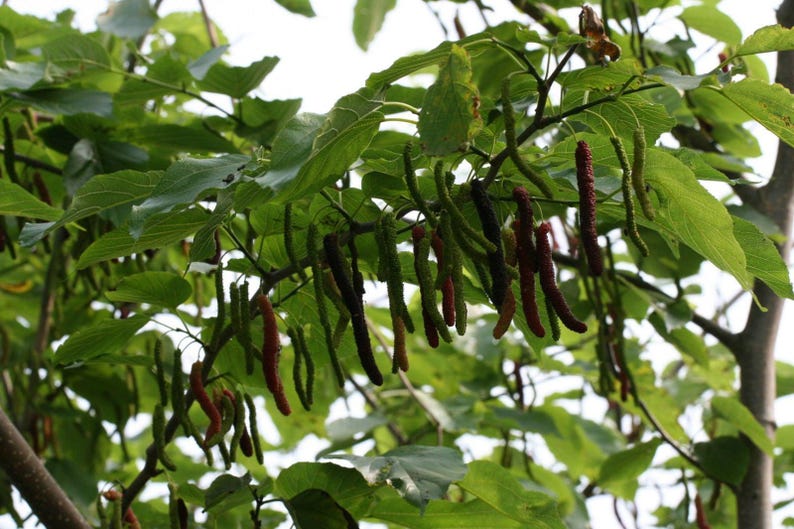 Pakistan Mulberry Fruit Tree - 1 ft Tall in 6" Pot, Morus nigra, Black Mulberries, Edible Fruit, Drought Tolerant, Home Garden Plant