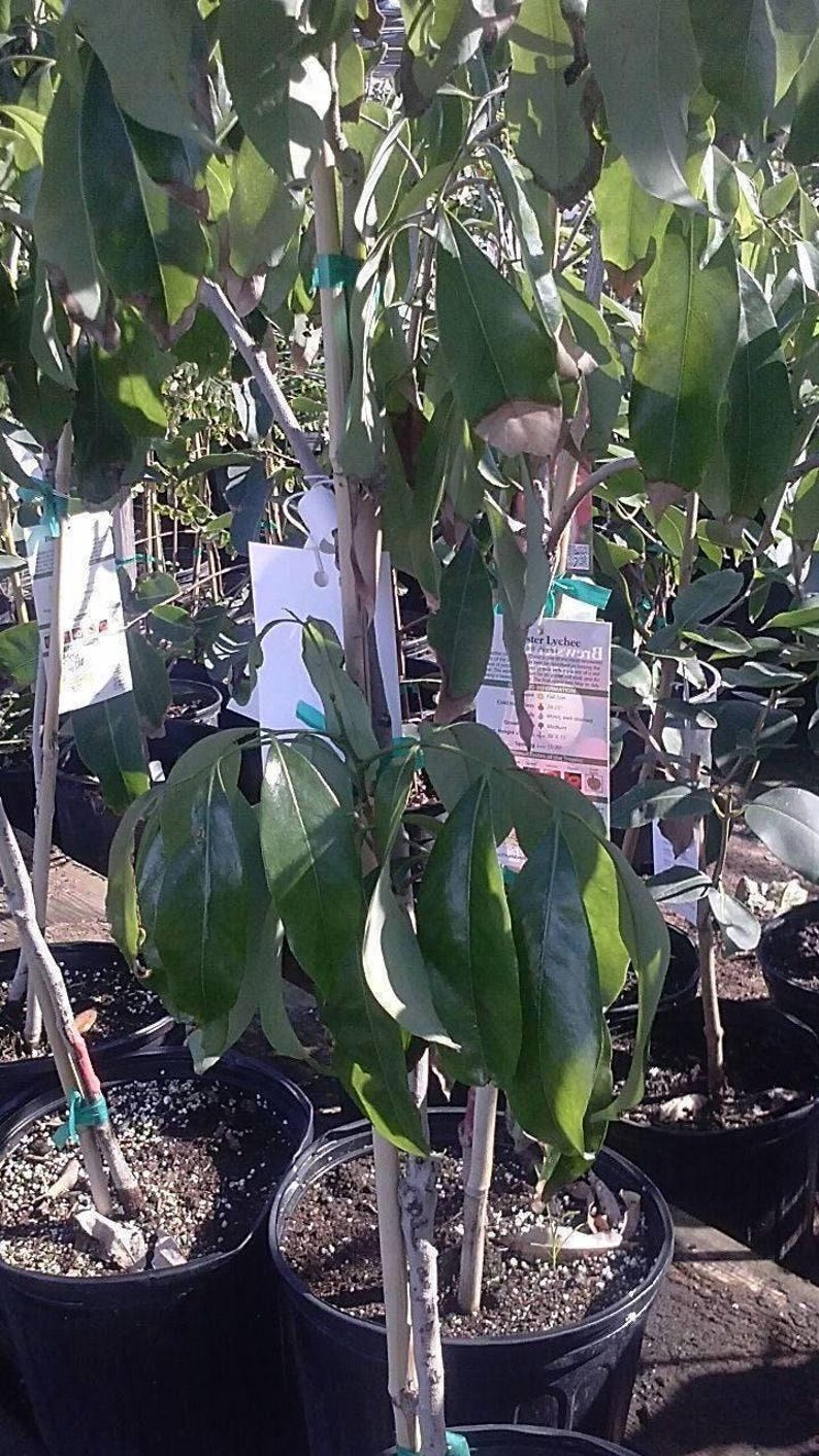 Mauritius Lychee Tree Live Plant - 2 Feet Tall - Airlayered Litchi chinensis for Garden or Patio
