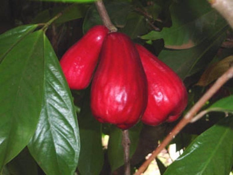Malay Apple Tree 3 Gal Pot - Syzygium malaccense - Tropical Fruit Tree with Juicy Red Fruits, 2-3 Feet Tall