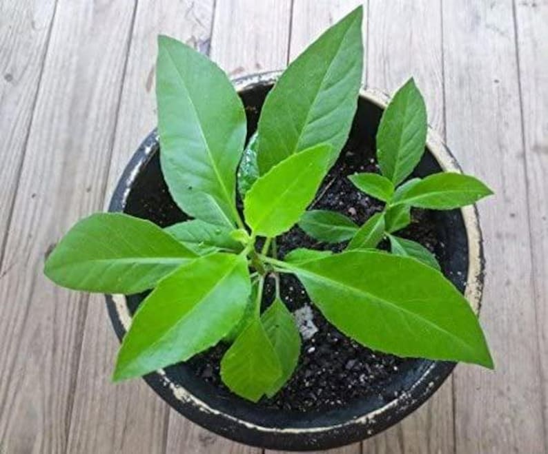Gynura Procumbens Plant - Longevity Spinach - Edible Herb in 3" Pot