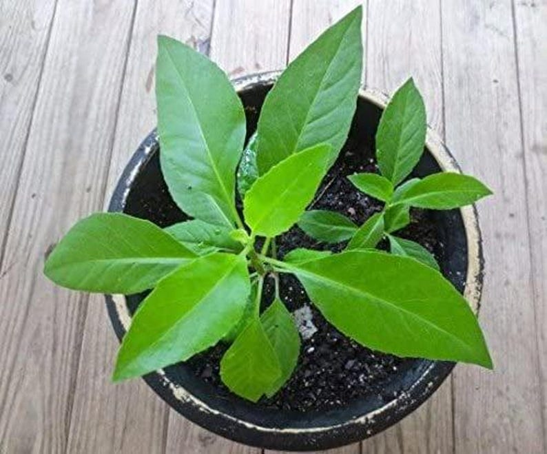 Gynura Procumbens Plant - 3" Pot - Longevity Spinach Edible Greens for Health & Nutrition