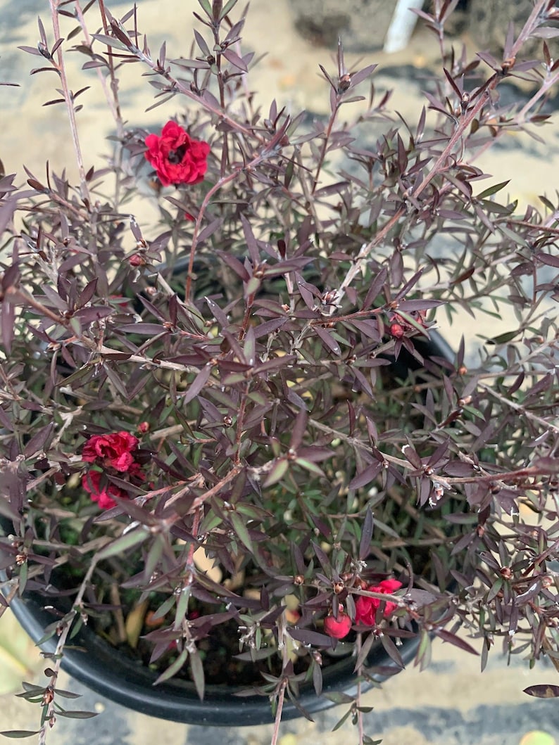 Leptospermum Ruby Glow Plant in 1 Gallon Pot – Australian Tea Tree with Red Flowers, Evergreen Shrub, Drought Tolerant