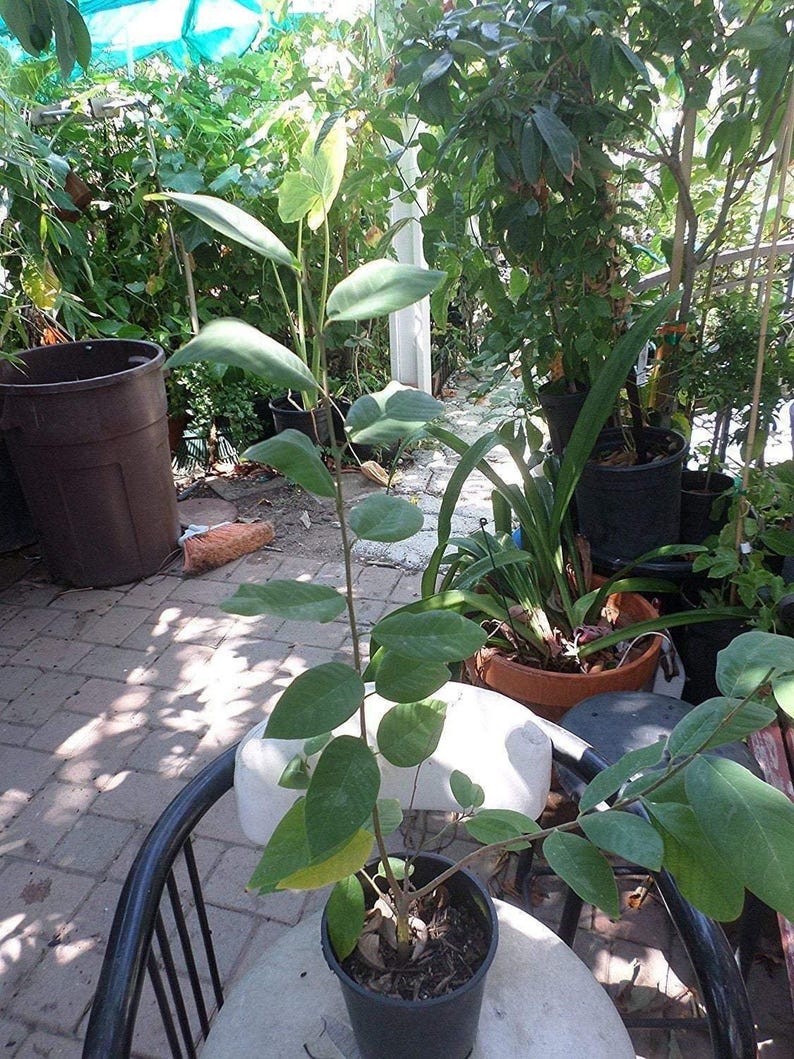 Grafted Dr. White Cherimoya Tree - 2-3 Feet Tall - Annona cherimola - Live Plant in 3-Gallon Pot