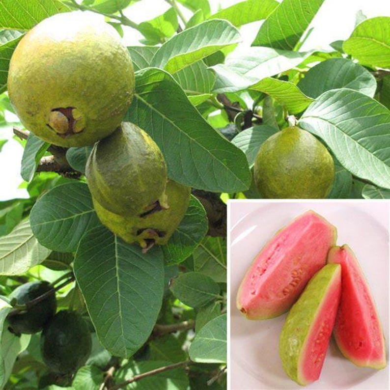 Guava Plant 3-Gallon Pot Ruby Supreme Psidium guajava Tropical Fruit Tree for Garden or Patio