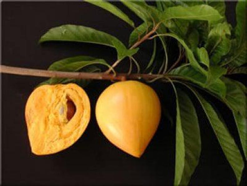 Canistel Tree - 2 Feet Tall Airlayered Pouteria campechiana in 3-Gallon Pot