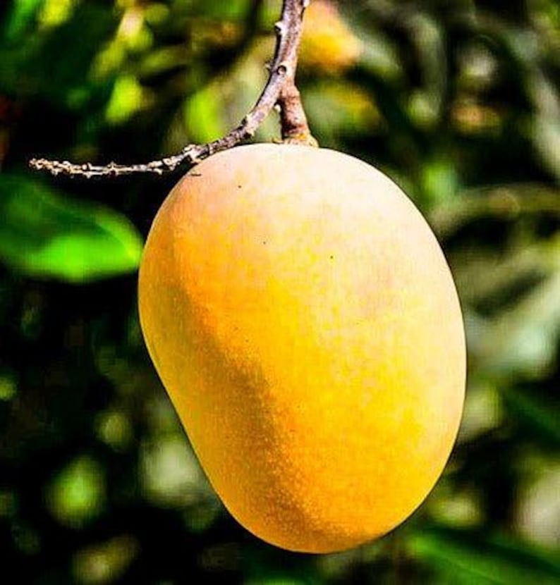 Grafted Florigon Mango Tree - 1-2 Feet Tall - Live Plant in 6" Pot - Mangifera indica - Fiberless, Sweet Mangoes