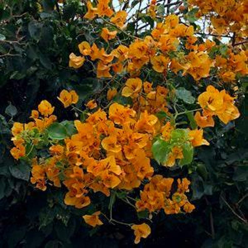 Bougainvillea Plant 3-Gallon Pot California Gold Live Plant Bougainvillea glabra for Garden, Patio, Landscape