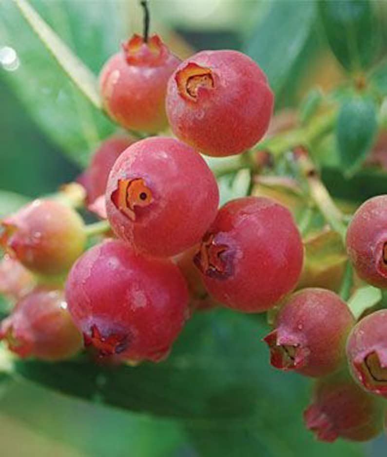 Blueberry Plant Pink Lemonade 1 Gallon Vaccinium corymbosum Sweet Berries, Edible Fruit, Full Sun, Container Friendly