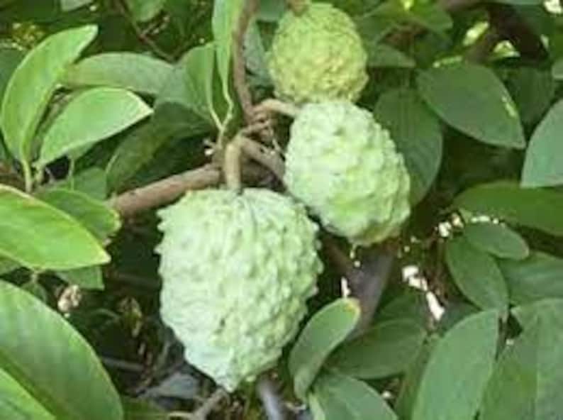 Atemoya Fruit Tree Live Plant – 1-2 Feet Tall in 3-Gallon Pot – Annona squamosa x cherimola
