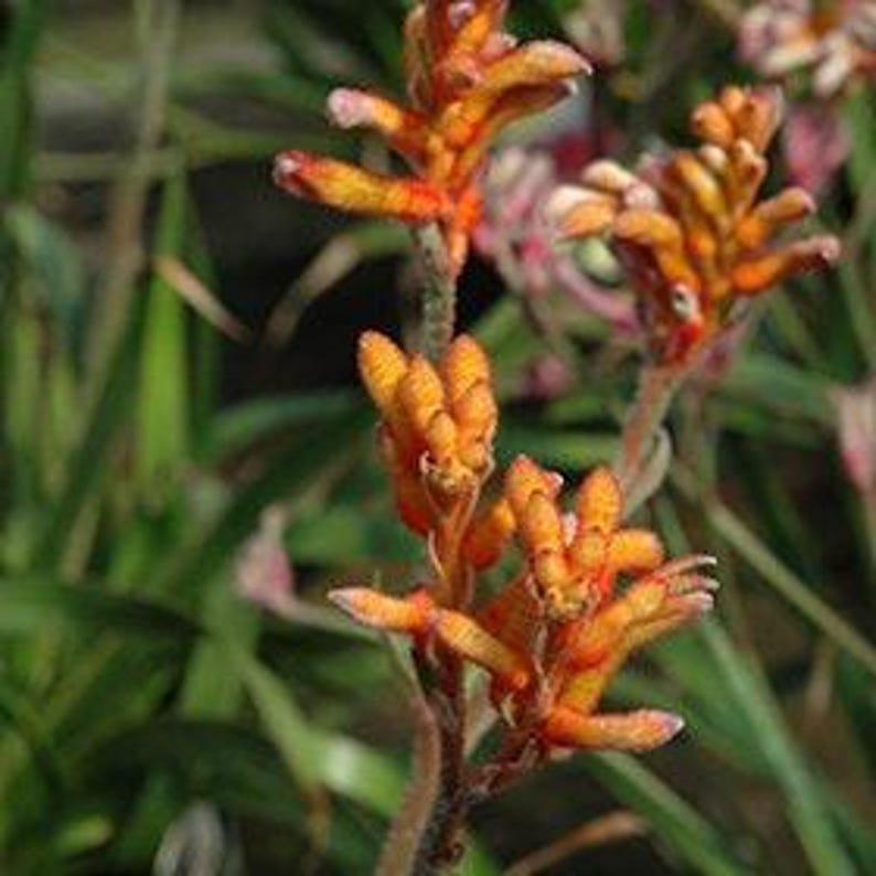 Anigozanthos Kanga Orange Live Plant in 6" Pot | Kangaroo Paw with Bright Orange Flowers | Indoor Outdoor Garden Plant