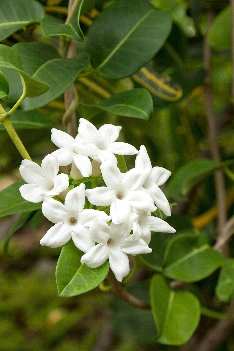 Madagascar Jasmine Plant in 3-Gallon Pot | Fragrant White Flowers | Stephanotis floribunda Climbing Vine