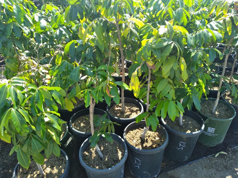 Kohala Longan Live Plant - 3 Feet Tall Air-Layered Tree - Dimocarpus longan - Tropical Fruit Tree for Garden & Landscaping