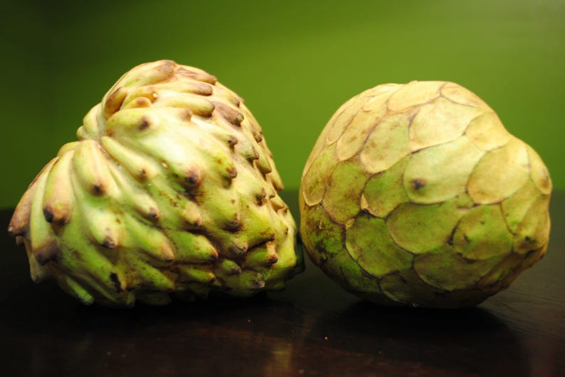 Grafted Dr. White Cherimoya Tree - 1-2 Feet Tall - Annona cherimola - Live Plant in 3-Gallon Pot