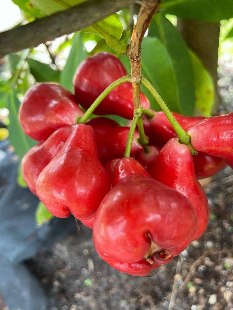 Black Perl Wax Apple Tree - 3 Gallon Pot - Syzygium samarangense - Tropical Fruit Plant - 1 to 2 Feet Tall
