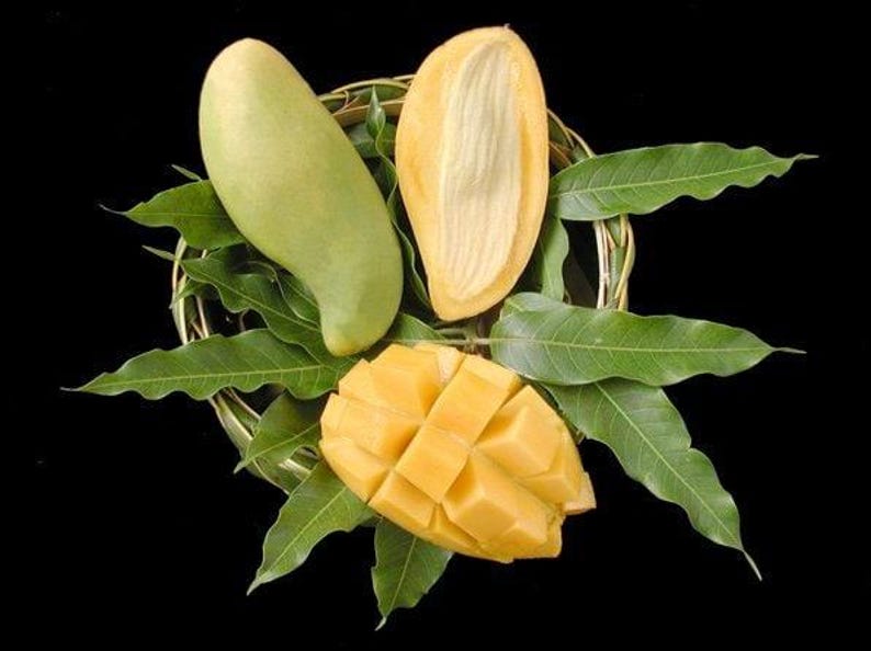 Grafted Nam Doc Mai Mango Tree - 1ft Tall - Sweet Green Mango - Ship in 6" Pot - Premium Asian Mango Variety - Mangifera indica