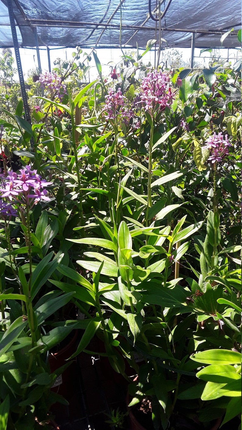 Purple Epidendrum Orchid Plant in 6" Pot – Vibrant Purple Flowers – Indoor Garden, Epiphytic Orchid, Epidendrum spp.