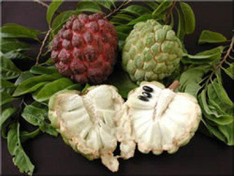 Sugar Apple Tree - 2 Feet Tall in 3-Gallon Pot - Annona squamosa - Sweet Custard Fruit Plant for Garden or Container