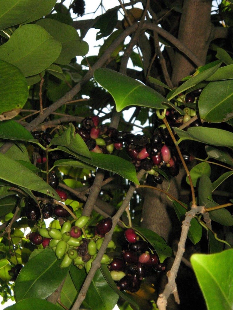 Duhat Fruit Live Plant 2-3 Feet Tall Syzygium cumini in 3-Gallon Pot, Edible Fruit Tree for Garden or Patio