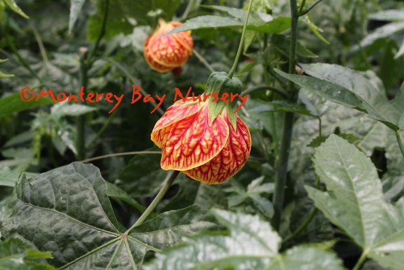 Abutilon 'Tiger Eye' Flowering Maple Plant - 1 Gallon Pot with Yellow Flowers and Red Veining - Abutilon hybrid