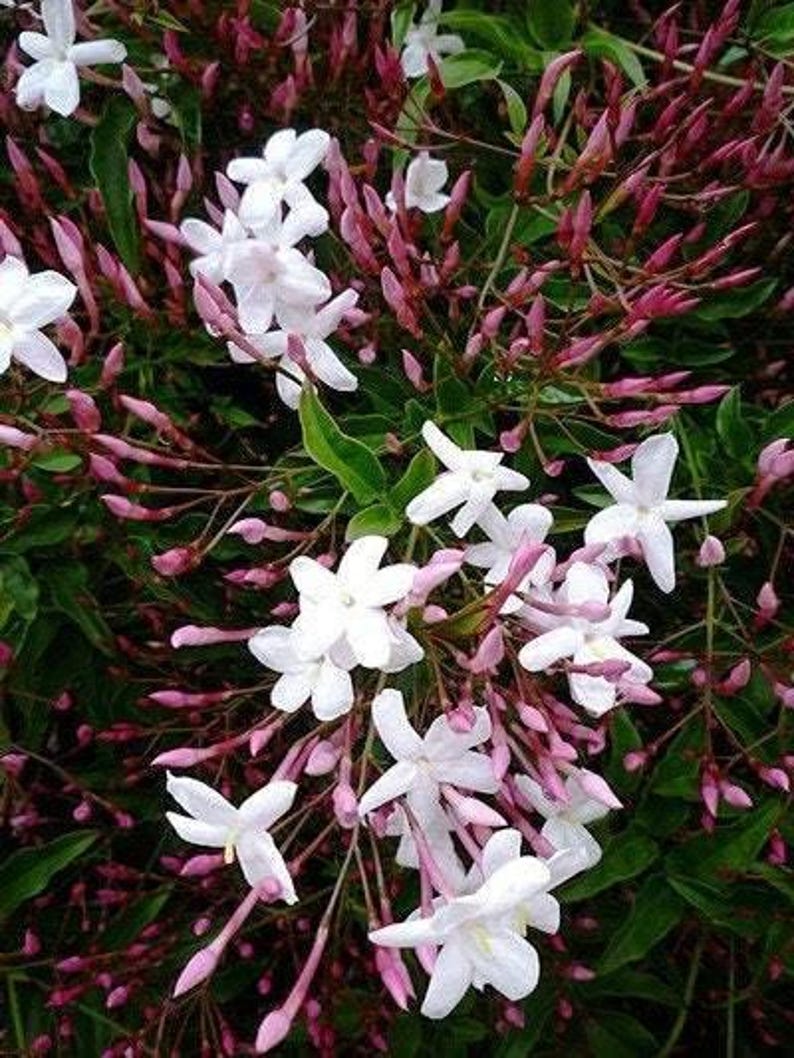 Pink Jasmine Plant in 6-Inch Pot, Jasminum polyanthum, Fragrant Evergreen Vine for Gardens and Containers