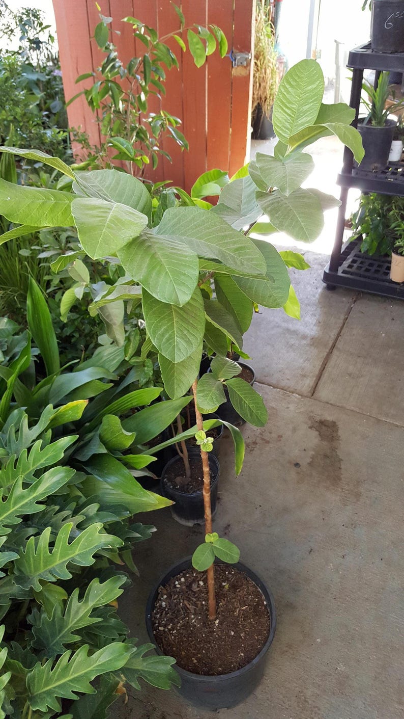 Taiwan Guava Tree - 3 Gallon Pot - Tropical Psidium guajava Fruit Plant 2-3 Feet Tall