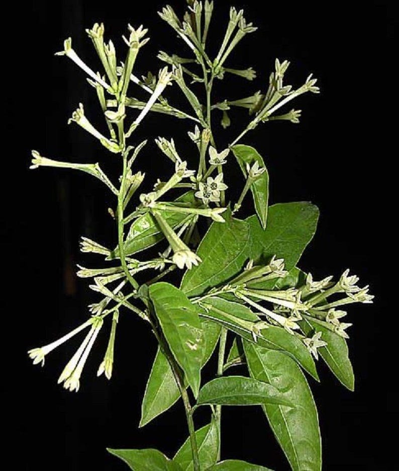 Night Blooming Jasmine Plant – 2-3 Feet – Fragrant Cestrum nocturnum Live Plant with Large Trunk and Blooming White Flowers