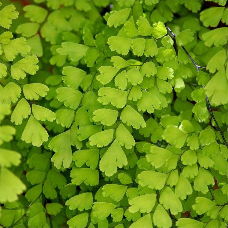 Southern Maidenhair Fern Plant - 6" Pot - Adiantum capillus-veneris - Indoor Outdoor Houseplant - Live Fern for Garden & Home