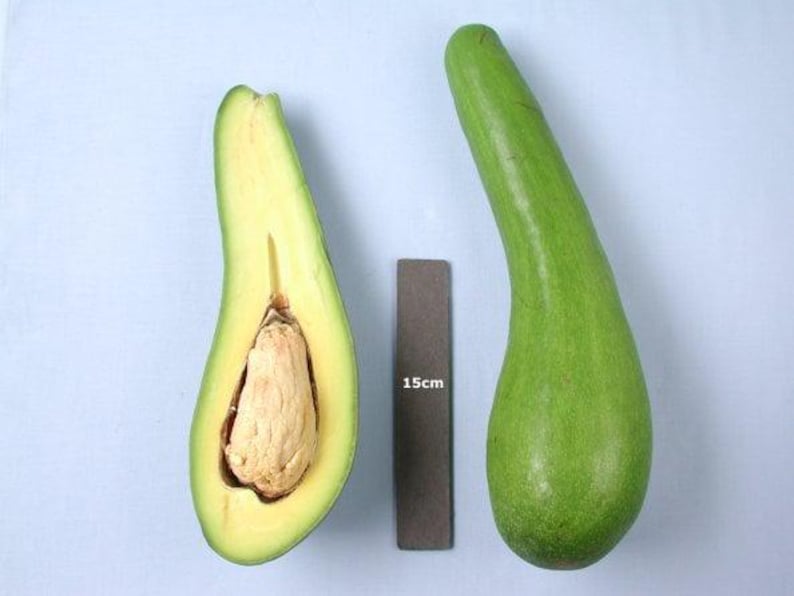Grafted Avocado Tree 3-Gallon Pot Russell Long Neck Variety Persea americana, Gourd-Shaped Fruit